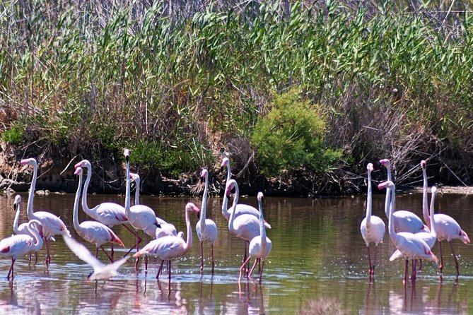 Albufera: Lake, Paella and Birdwatching - Rice fields and Albufera traditions