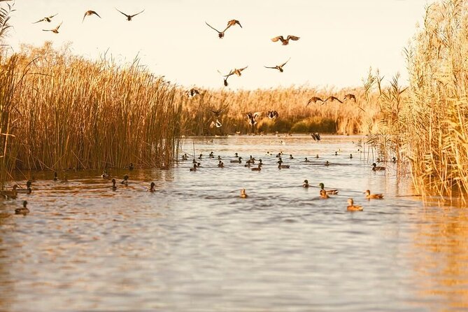 Albufera Natural Park with Sunset Boat Tour from Valencia - The Albufera sunset boat ride