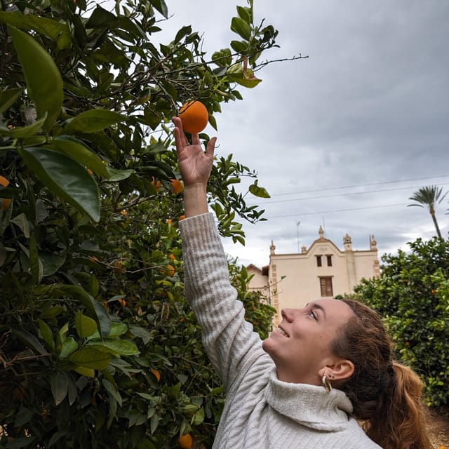 Citrus Treasures: Exploring Valencia's Orange Grove - Why La Ribera is the right place for an orange experience