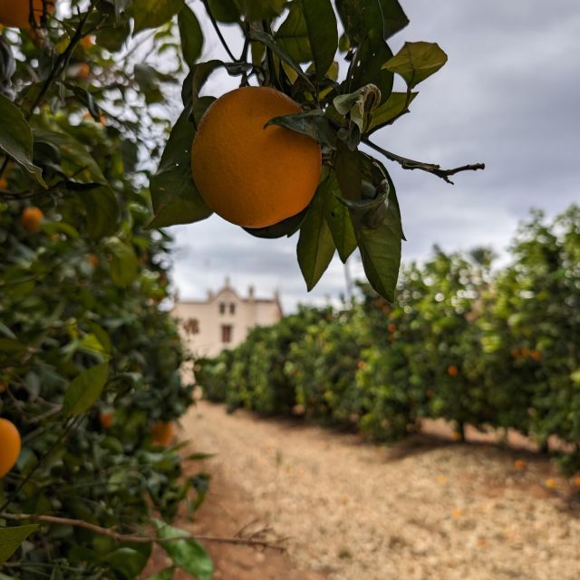 Citrus Treasures: Exploring Valencia's Orange Grove - What a four-hour visit feels like