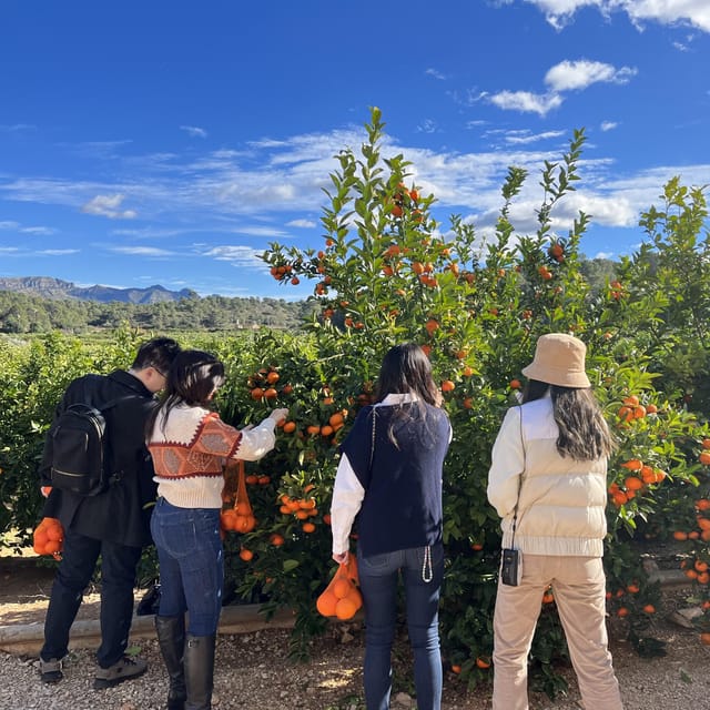 Citrus Treasures: Exploring Valencia's Orange Grove - Walking through gardens and working citrus fields