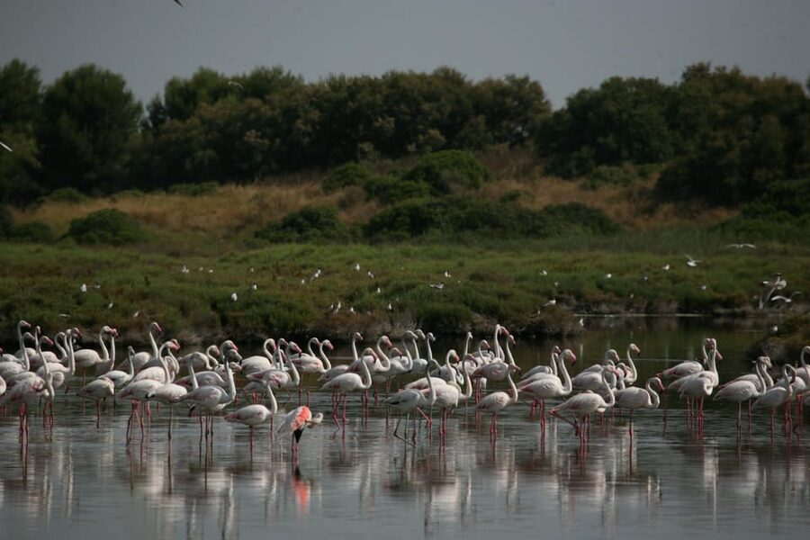 From Valencia: Albufera Boat Ride, Sunset & Paella Included - Who will enjoy this Albufera trip most?