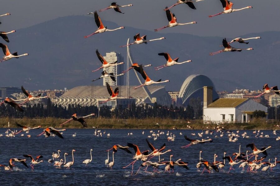From Valencia: Albufera Boat Ride, Sunset & Paella Included - Meeting at El Saler and riding out of Valencia