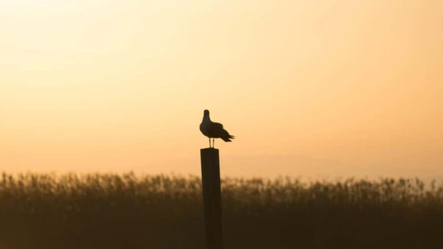 From Valencia: Albufera Day Trip with Boat Tour and Transfer - Key points to know before you book