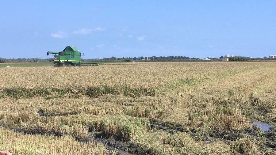 From Valencia: Albufera Day Trip with Boat Tour and Transfer - Gola de Puchol and the protected park