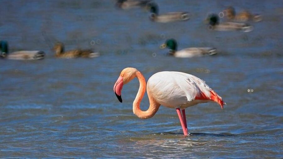 From Valencia: Albufera Day Trip with Boat Tour and Transfer - Morning or afternoon: choose the right mood