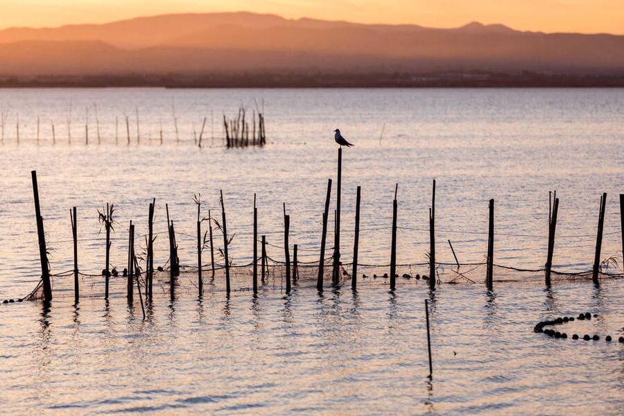 From Valencia: Albufera Natural Park with Sunset Boat Tour - What the guides add to the experience