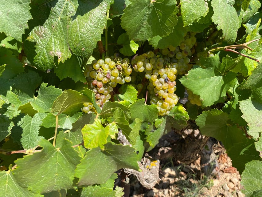 From Valencia: Utiel-Requena Wine Tour and Traditional Lunch - Key points about the Utiel-Requena day