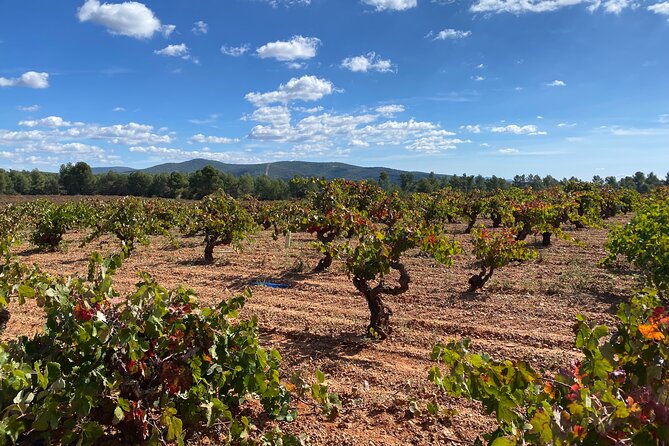 Full Day Private Requena Wineries Premium Tastings - Key points to know before booking
