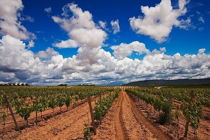 Full Day Private Requena Wineries Premium Tastings - Chozas Carrascal: the most detailed winery visit