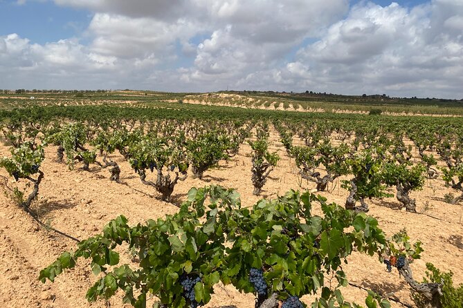 Full Day Private Requena Wineries Premium Tastings - What Toni Martin adds to the experience