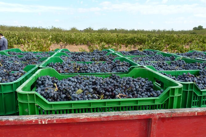 Full Day Private Requena Wineries Premium Tastings - What is included, and what you still need to plan