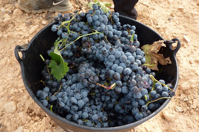 Full Day Private Requena Wineries Premium Tastings - Timing, pickup, and the long day