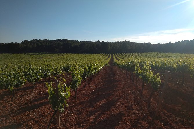 Private Wineries Tour from Valencia (morning tour) - Bodega Vera de Estenas and the working winery