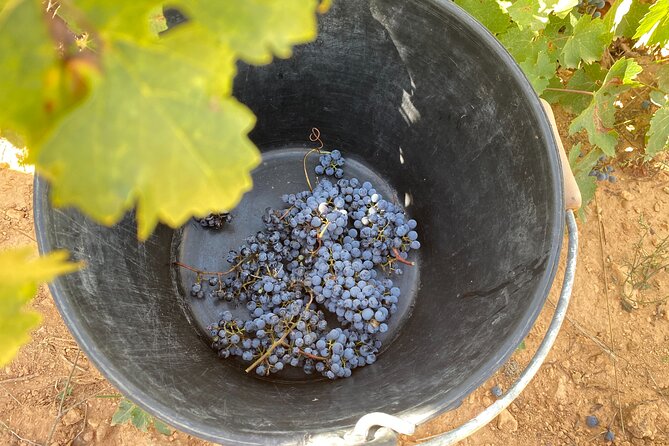 Singular Valencia Wine Tour Utiel Requena Wineries - Who will enjoy this day most