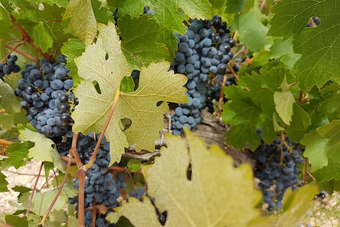 Singular Valencia Wine Tour Utiel Requena Wineries - Meeting in central Valencia at 9 a.m.