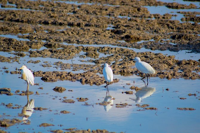 The Original Albufera Tour: Barraca, Boat Ride & Local Guide - The Gola de Puchol pier gives you the big water view