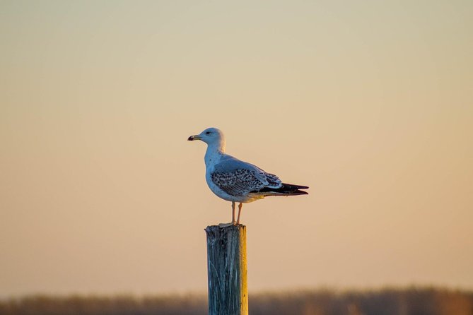 The Original Albufera Tour: Barraca, Boat Ride & Local Guide - Birdwatching depends on season, patience, and luck
