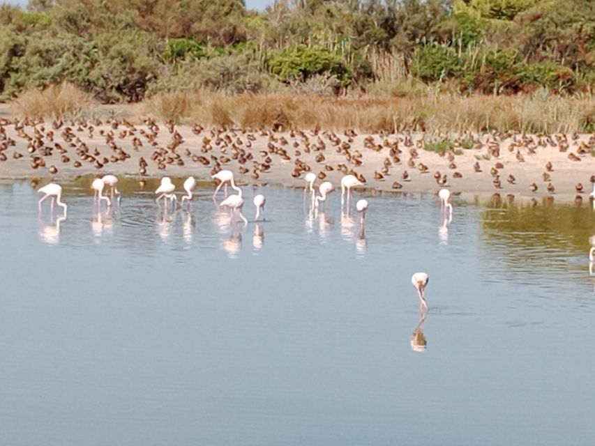Valencia: Albufera Jeep and Boat Tour - El Saler beach, swimming, tapas, and drinks