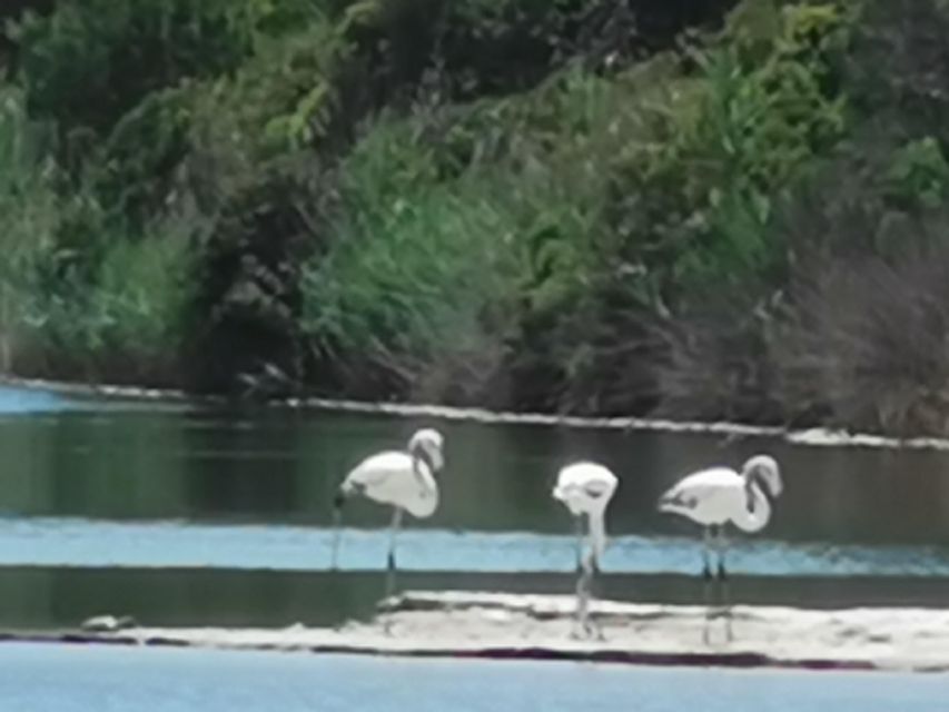 Valencia: Albufera Natural Park Bike and Boat Tour - Who will enjoy this day most