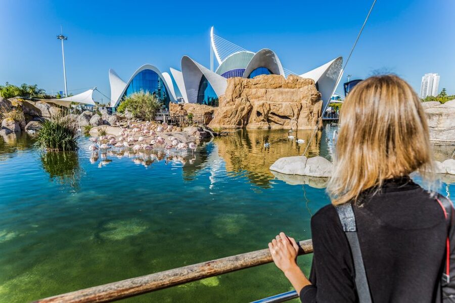Valencia: Oceanogràfic Entry Ticket - Belugas, penguins, walruses, and sea lions