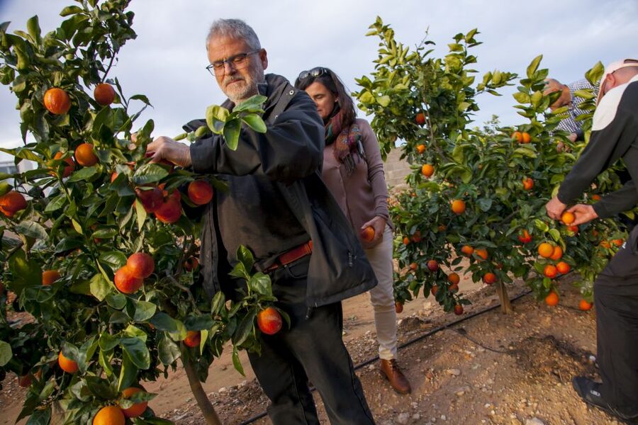 Valencia: Orange Farm and Orchard Trip with Tastings - From traditional farming to the sorting warehouse