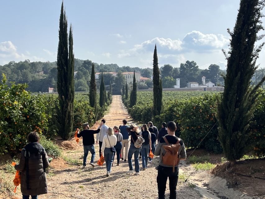 Valencia: Orange Farm and Orchard Trip with Tastings - Picking oranges and taking the crop home
