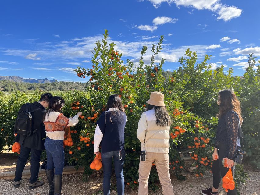 Valencia: Orange Farm and Orchard Trip with Tastings - Tasting fresh juice, fruit, and farm-made products