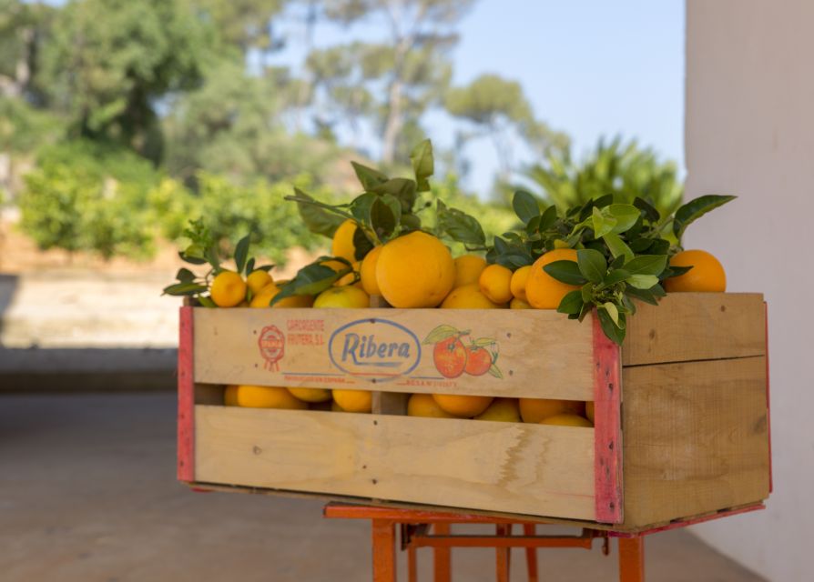 Valencia: Orange Farm and Orchard Trip with Tastings - Getting from Valencia to Carcaixent