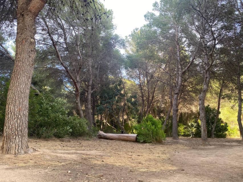 Valencia: The Albufera Lake Self-Guided E-Bike Tour - The return ride and the battery question