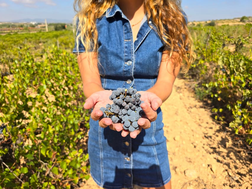 Valencia: Utiel-Requena Cave & Winery Day Trip with Tasting - Key points at a glance