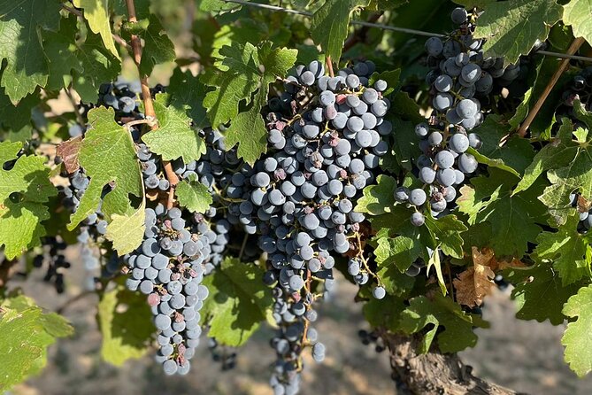 Wine tasting tour - Is $114.26 a fair price?